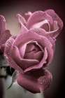 Colorado-Fort Collins Roses close-up Art Print